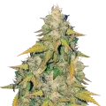 thumb of Headband Feminized Plant
