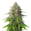 thumb of Plante de Hellfire OG Auto