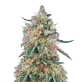 thumb of Hellfire OG plant