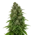thumb of Hindu Kush Auto Plant