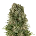 thumb of Hindu Kush plant
