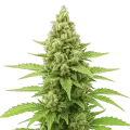 thumb of Humboldt Autoflower-Pflanze