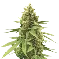 thumb of Humboldt plant