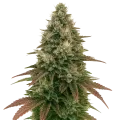 thumb of Ice Cream Cake Auto Plant