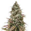thumb of Ice Cream Cake plant