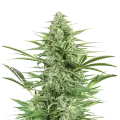 thumb of Island Sweet Skunk plant