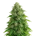 thumb of Jack Herer Auto Pflanze