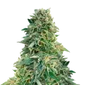 thumb of Jack Herer Pflanze