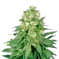 thumb of Jack Widow plant
