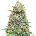 thumb of Jealousy plant