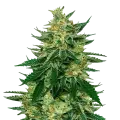 thumb of Jet Fuel Feminized Plant