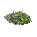 thumb of Kali Mist Cannabis bud