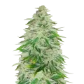 thumb of Kalifa Kush Pflanze