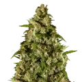 thumb of Kiwi Kush Plant