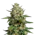 thumb of Kosher Kush plant