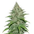 thumb of LA Confidential Auto Plant