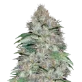 thumb of LA Confidential Plant