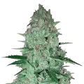 thumb of Larry OG Plant