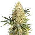 thumb of Legend OG Plant
