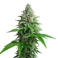 thumb of Lemon Cherry Gelato Auto Plant