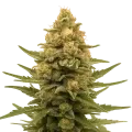 thumb of Lemon Auto Plant