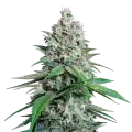 thumb of Lemon Cherry Gelato Plant