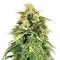 thumb of Lemon Skunk Plant