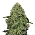 thumb of Lithium OG Kush plant