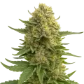 thumb of Love Potion Auto Plant