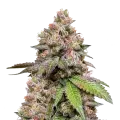 thumb of LSD Plant