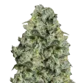 thumb of MAC 1 plante