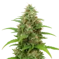 thumb of Magnum Auto Plant