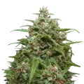 thumb of Magnum plant