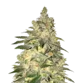 thumb of Mamba Negra CBD Plant