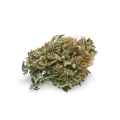 thumb of Master Kush bud