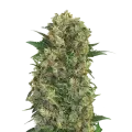 thumb of Master Kush plant