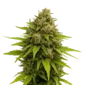 thumb of Maui Waui Auto Plant
