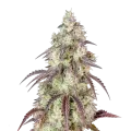 thumb of Mendo Breath-Cannabispflanze