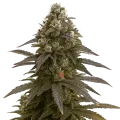 thumb of Mimosa Auto Plant