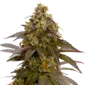 thumb of Mimosa Pflanze
