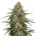 thumb of Moby Dicky Plant