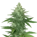 thumb of Plante de Moonshine Cookies Auto