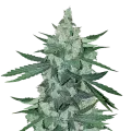 thumb of Moonshine Cookies Plant