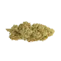 thumb of Motor Breath Bud