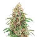 thumb of Motor Breath Plant