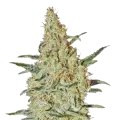 thumb of Nevilles Haze Plant