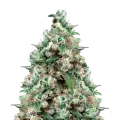 thumb of NYC Diesel plant