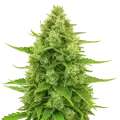 thumb of Northern Lights Auto Plant