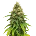 thumb of Northern Lights X Big Bud Auto Pflanze
