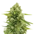thumb of Northern Lights plant
